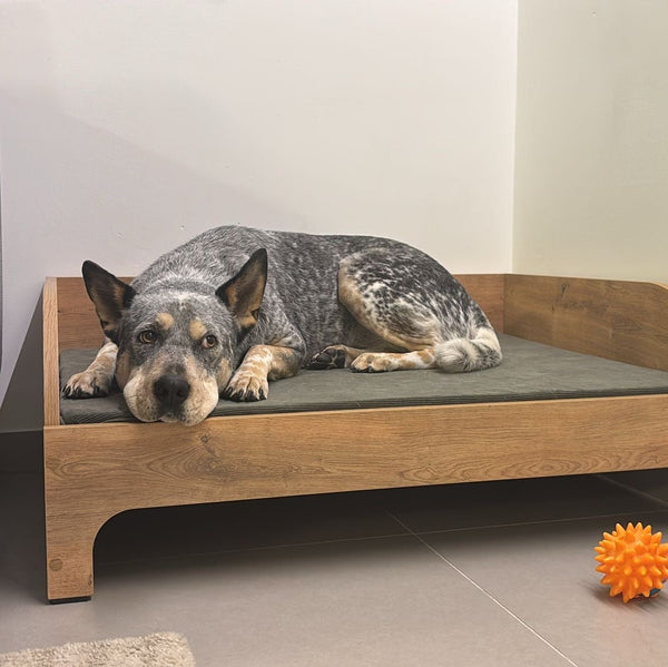 Polly - 27KG, Size L