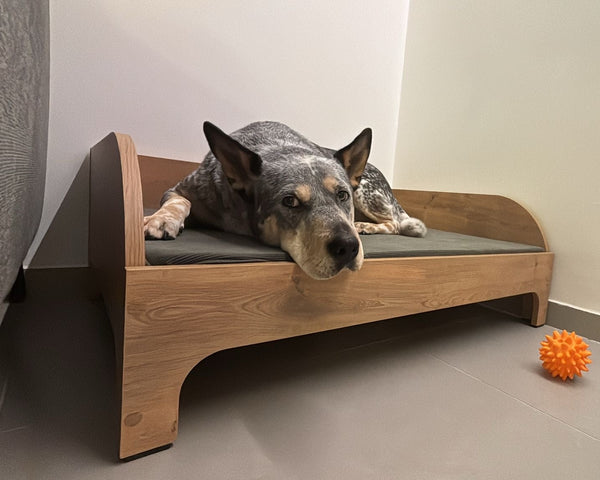 Polly - 27KG, Size L