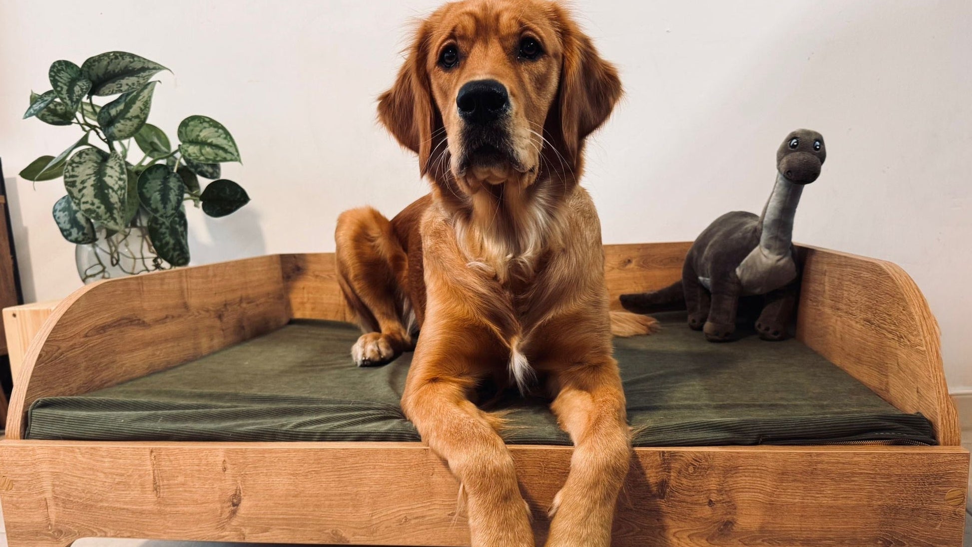 Large wooden dog bed with washable mattress cover in neutral home setting