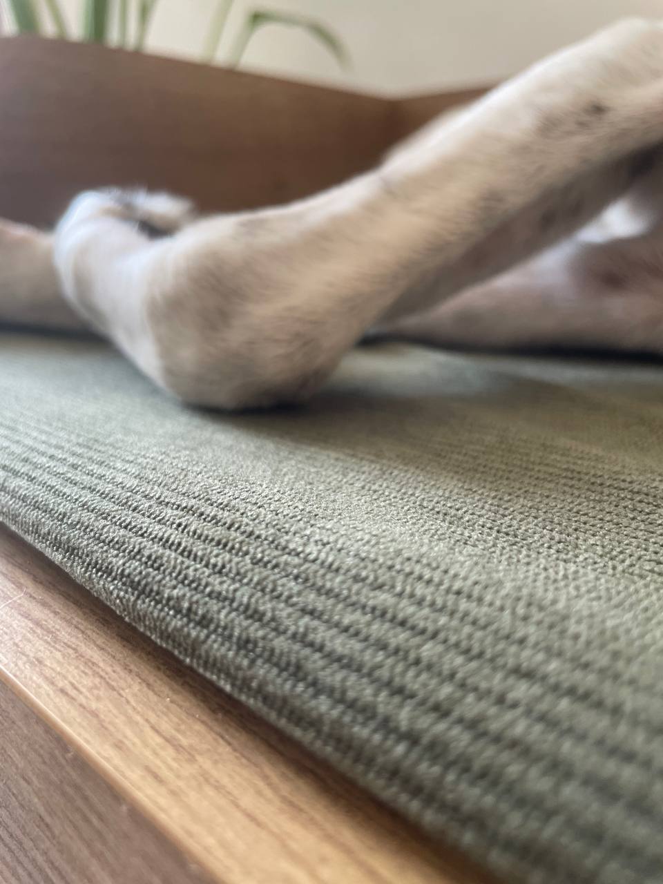 Premium timber construction detail of Australian wooden dog bed showing quality craftsmanship