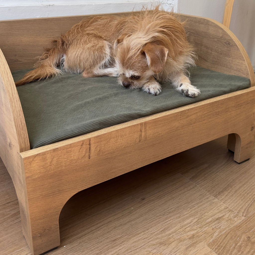 Senior dog resting on orthopedic wooden bed for joint support